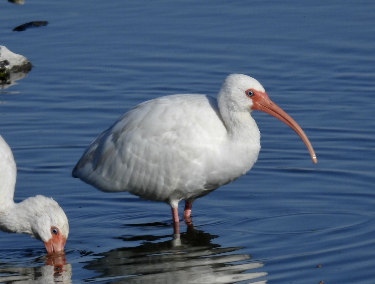 White Ibis - ML646705686