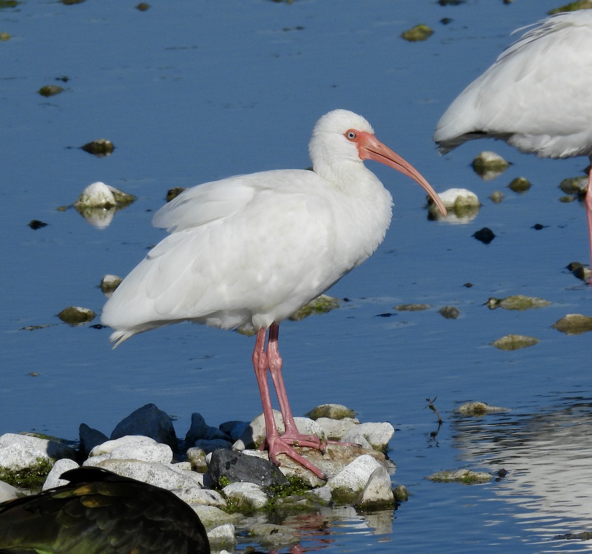 White Ibis - ML646705687