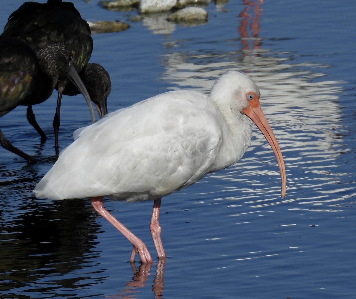 White Ibis - ML646705688