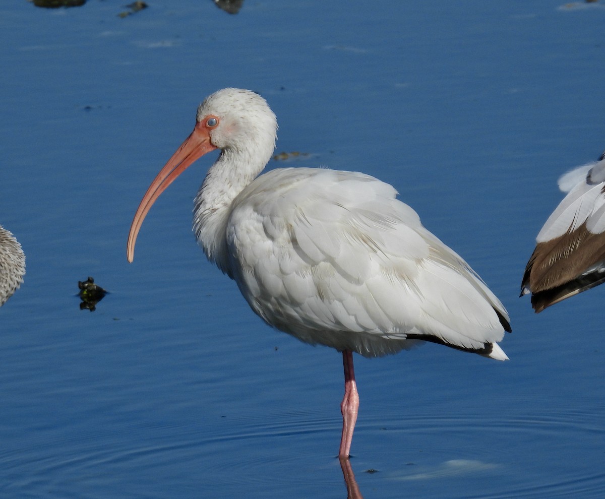 White Ibis - ML646705689