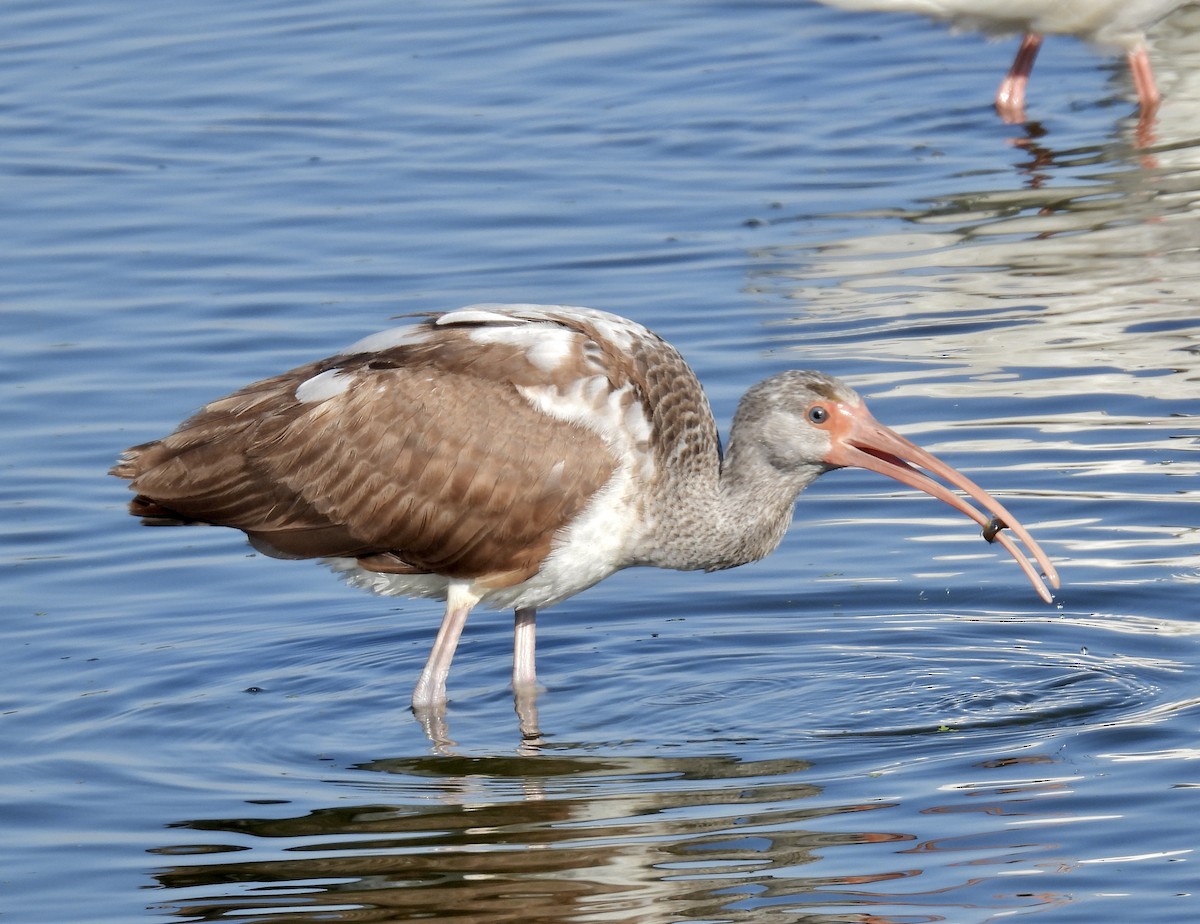 White Ibis - ML646705690