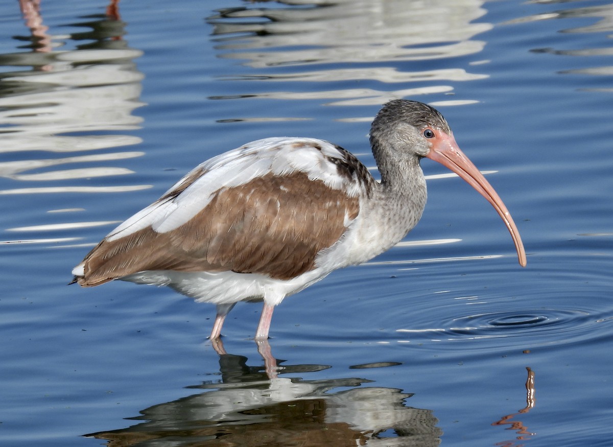 White Ibis - ML646705691