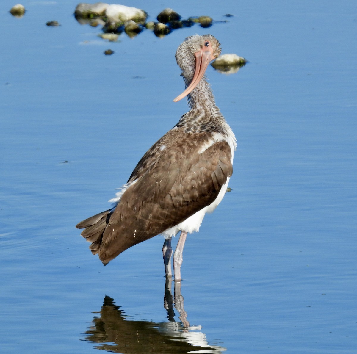 White Ibis - ML646705692
