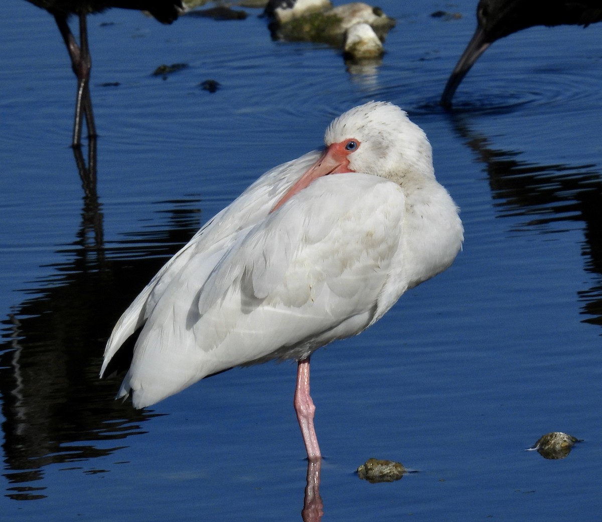 White Ibis - ML646705693