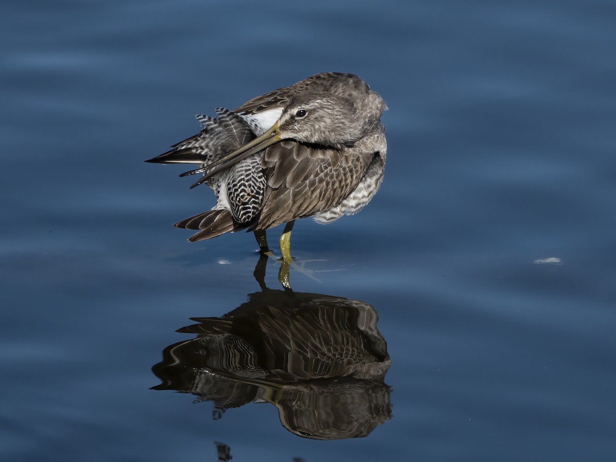 Long-billed Dowitcher - ML646705694