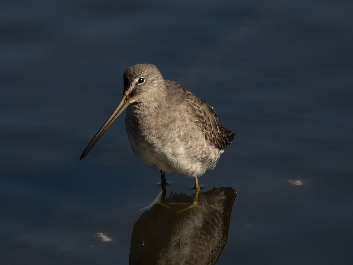 Long-billed Dowitcher - ML646705695