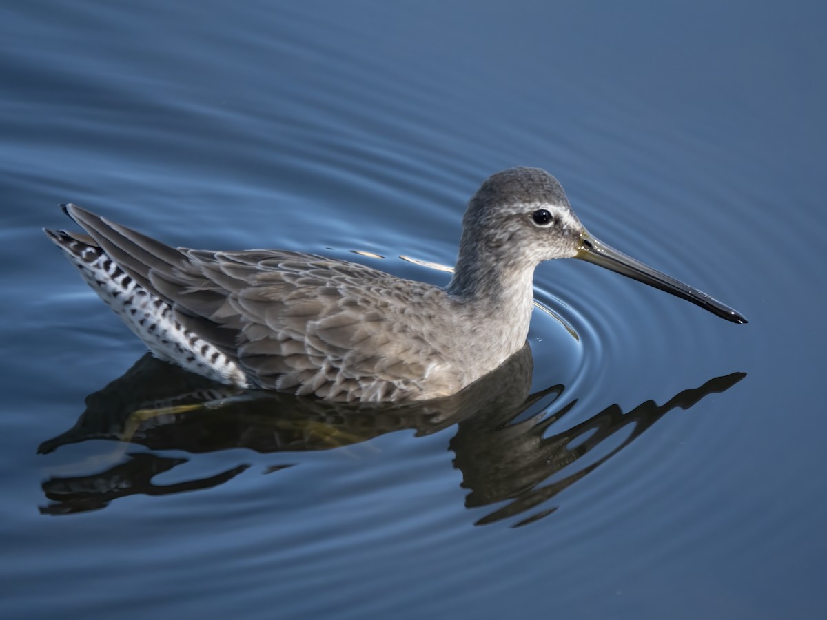 Long-billed Dowitcher - ML646705696