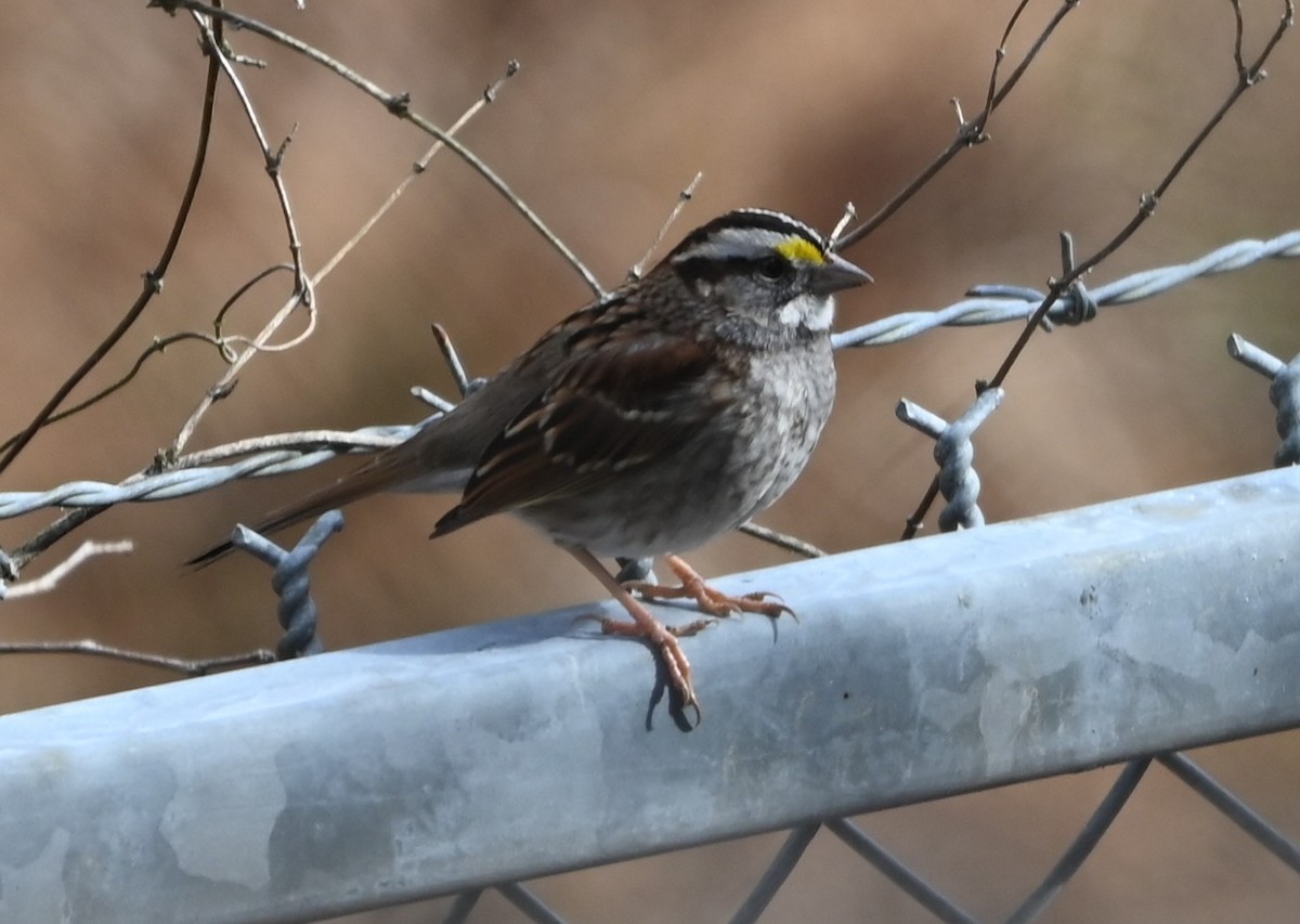 Бруант білогорлий - ML646705697