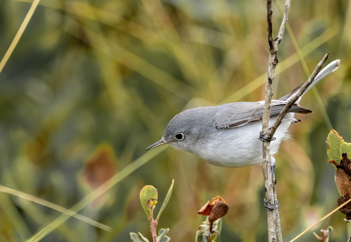 Голубая комароловка - ML646705698