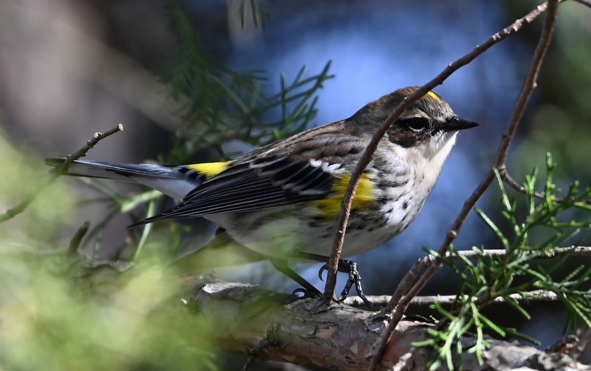 Пісняр-лісовик жовтогузий - ML646705700