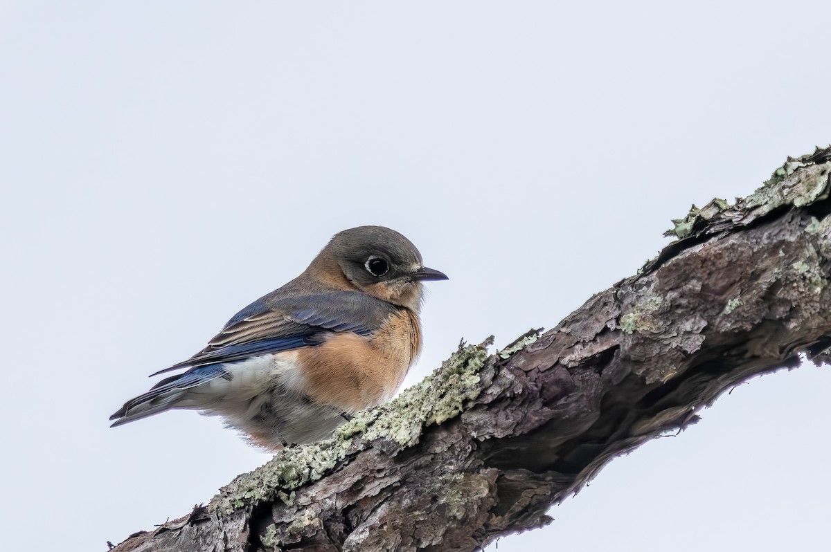 Восточная сиалия - ML646705701