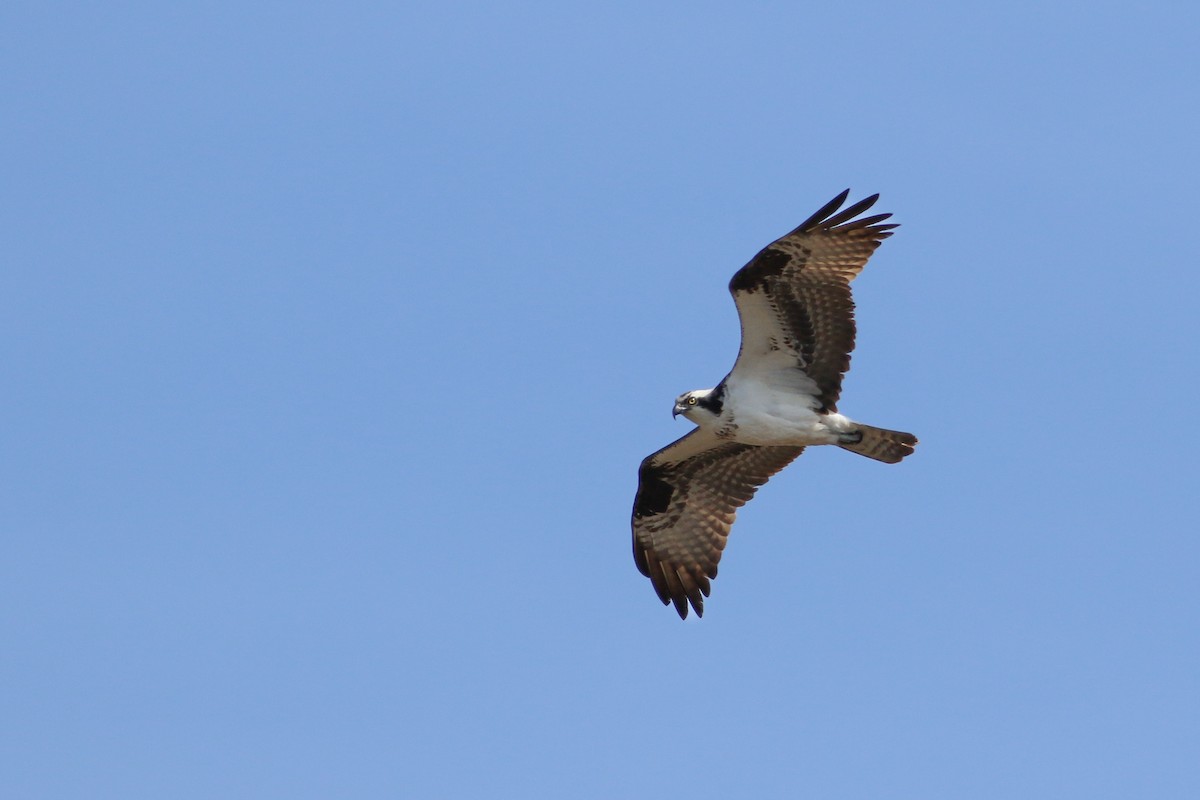 Загасч явлаг - ML646705703