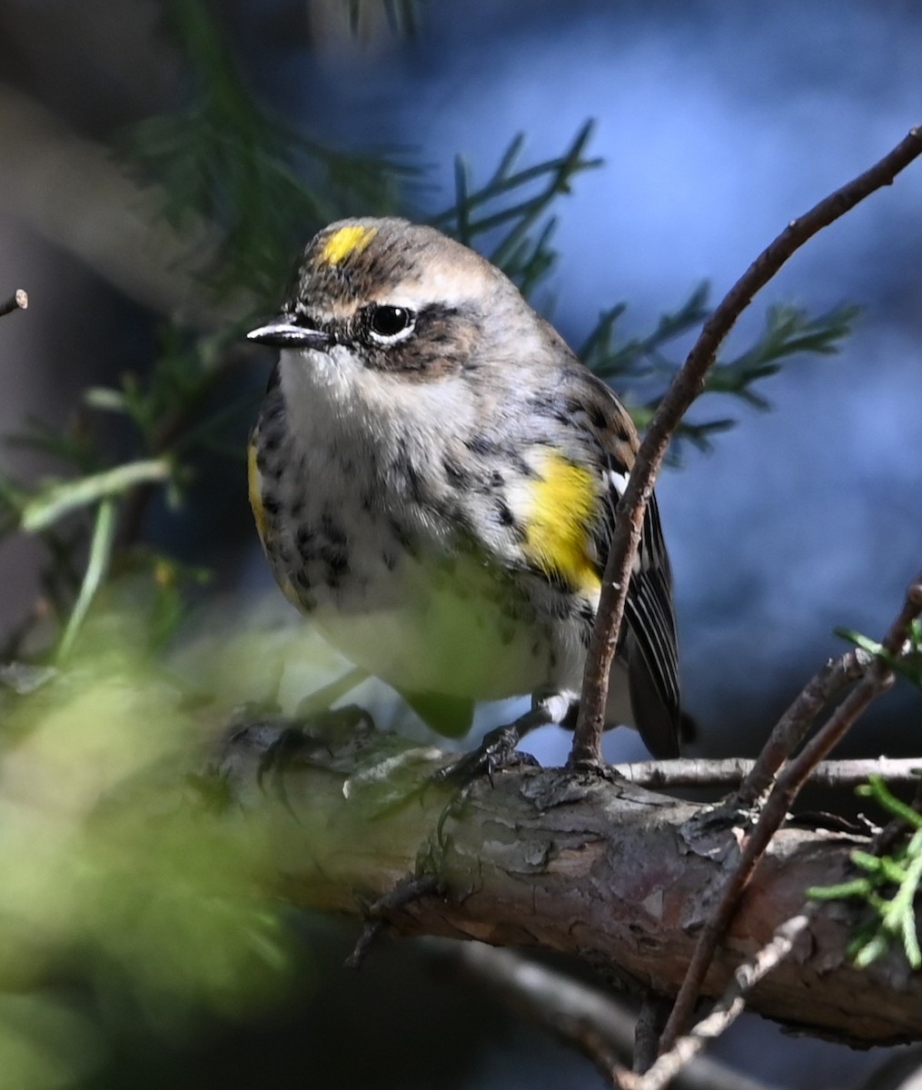 Пісняр-лісовик жовтогузий - ML646705704