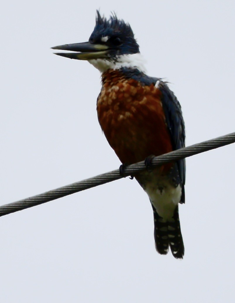 Ringed Kingfisher - ML646705707