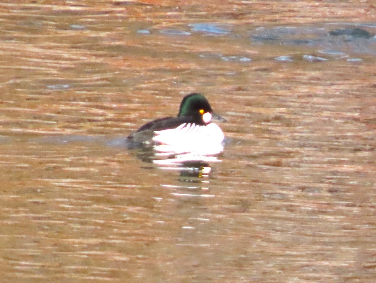 Common Goldeneye - ML646705708