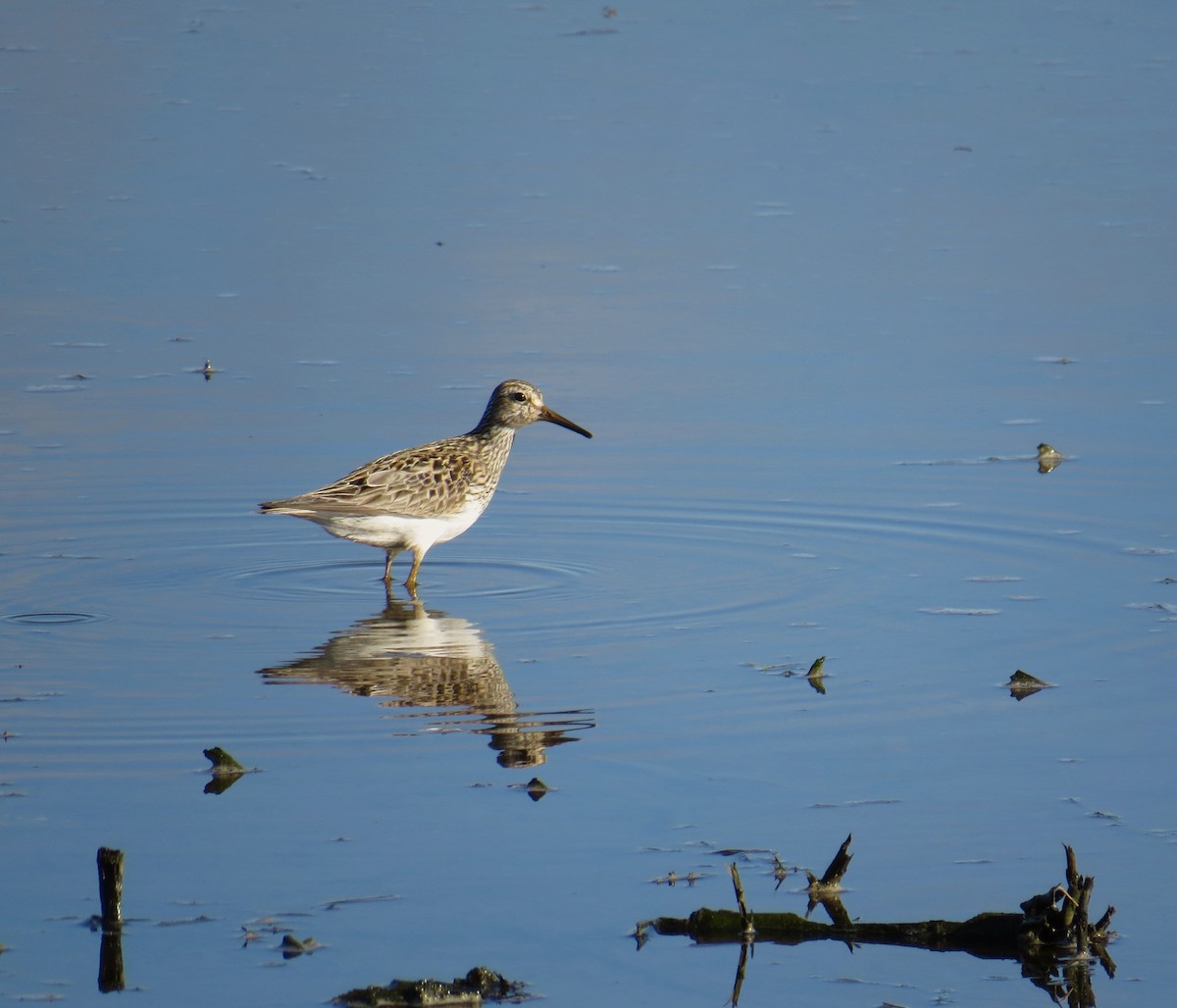 Pectoral Sandpiper - ML64670571