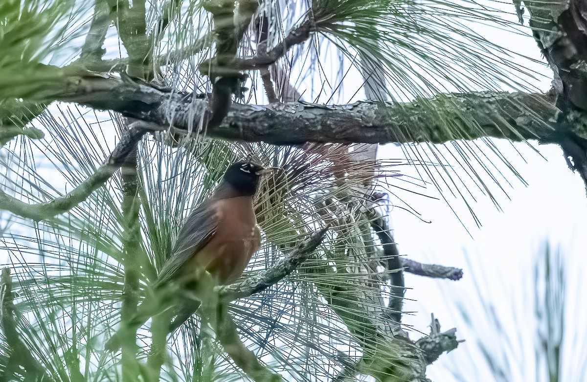 Странствующий дрозд - ML646705710