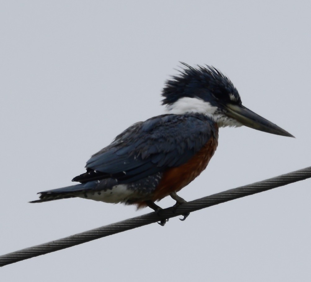 Ringed Kingfisher - ML646705711