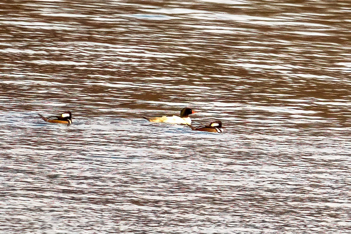 Serreta Grande - ML646705714