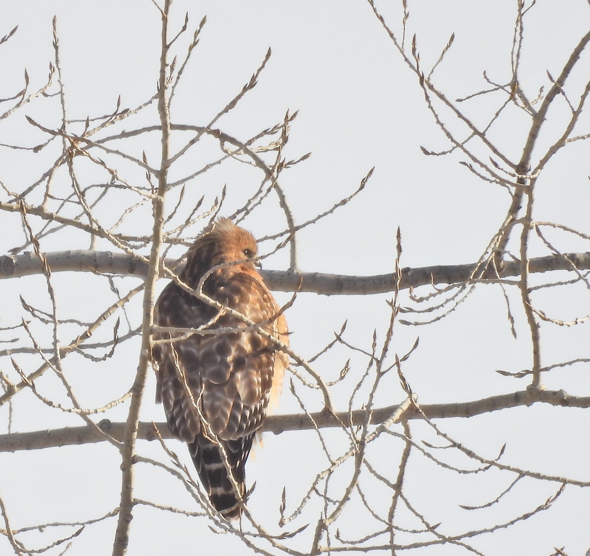 káně páskovaná - ML646705718