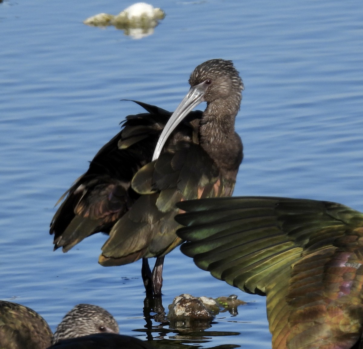 Glossy/White-faced Ibis - ML646705721