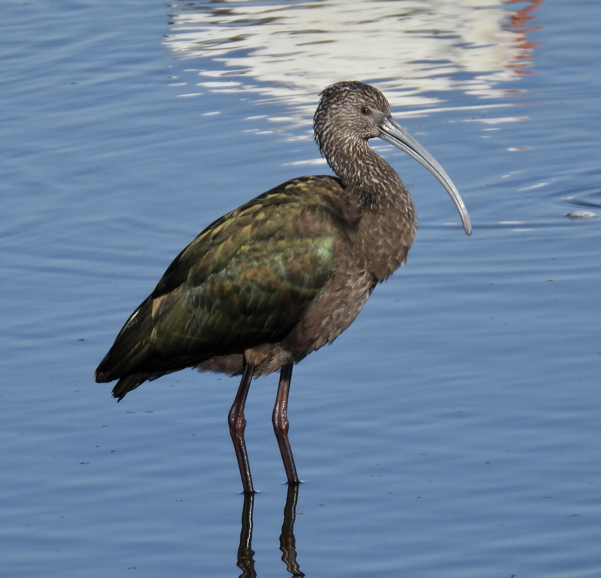 Glossy/White-faced Ibis - ML646705723