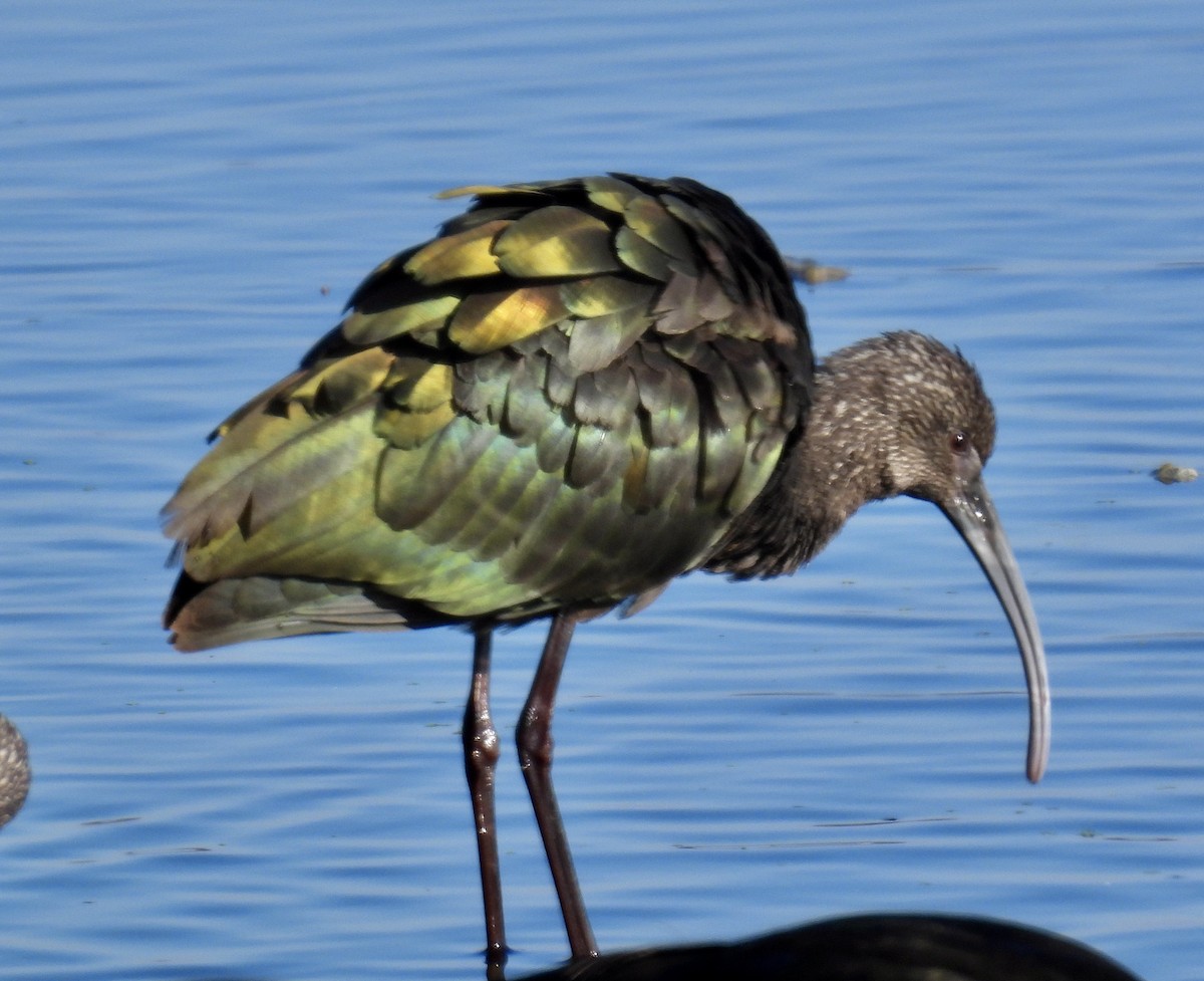Glossy/White-faced Ibis - ML646705724