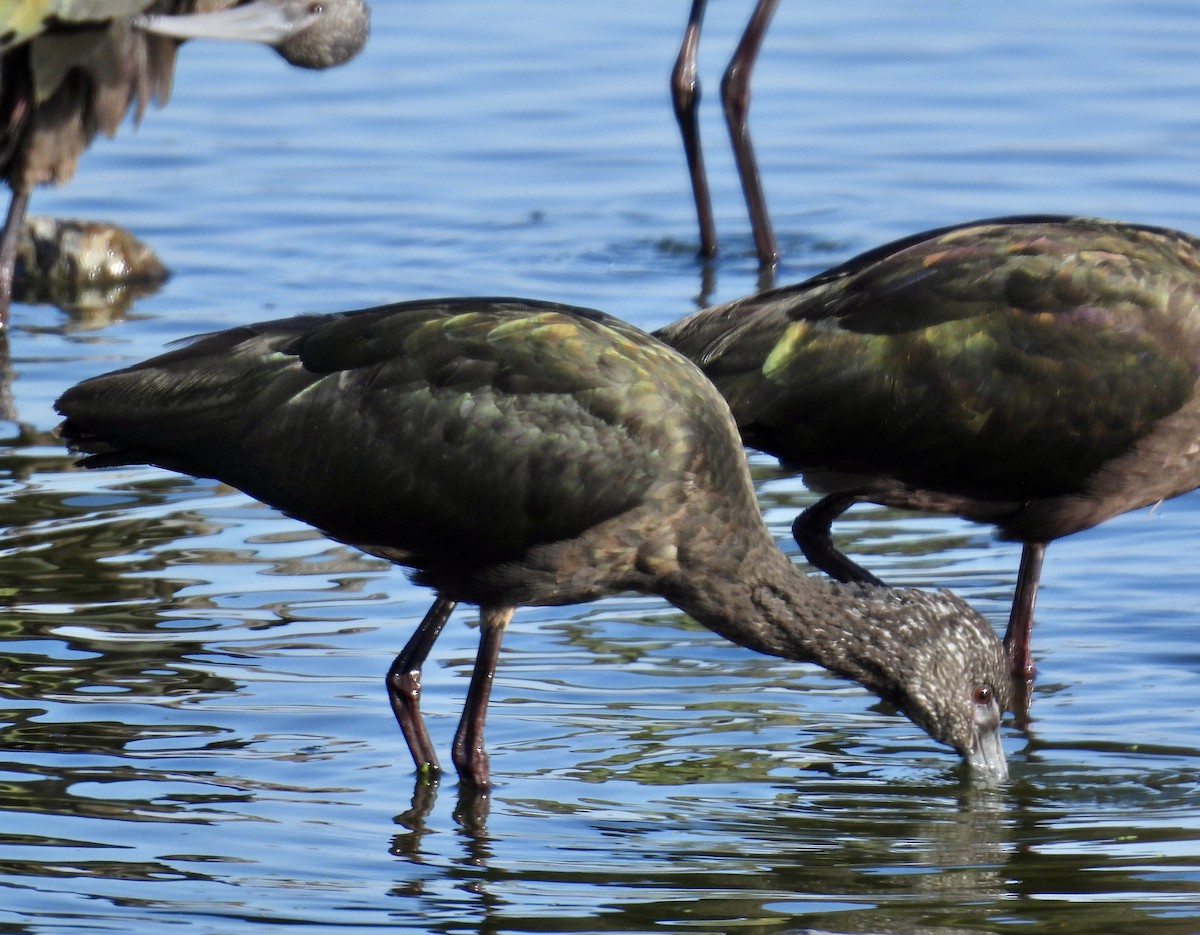 Glossy/White-faced Ibis - ML646705725