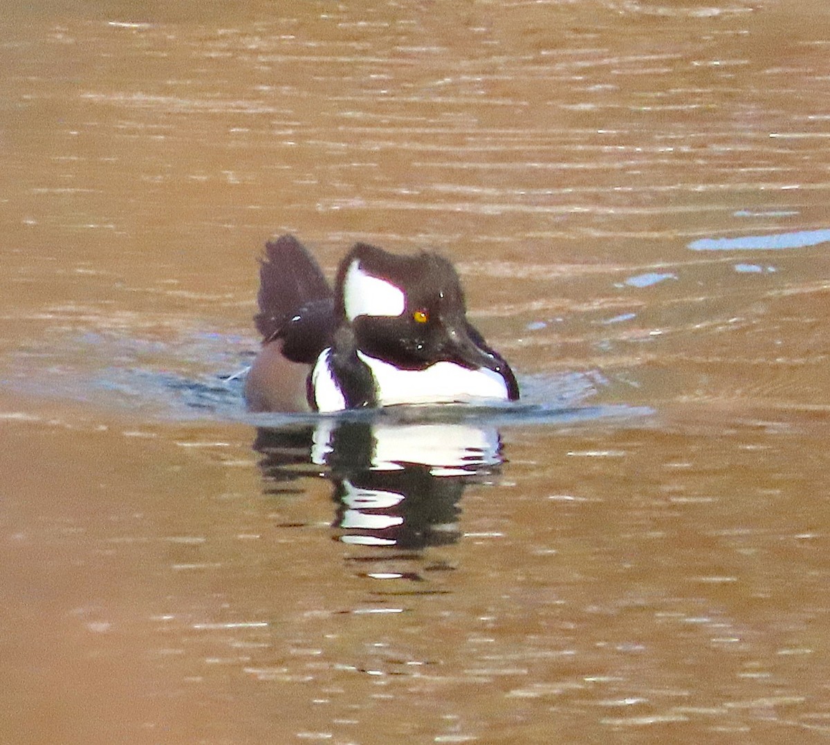 Hooded Merganser - ML646705726