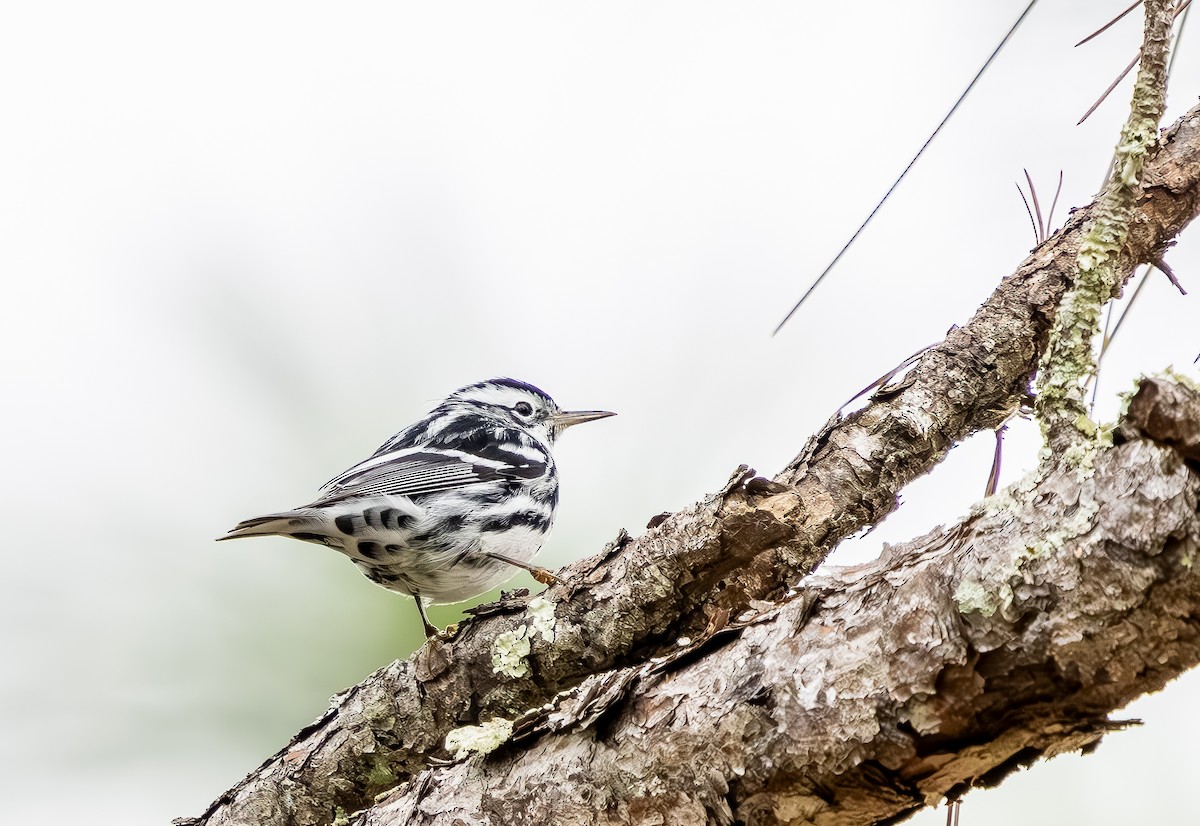 Пищуховая древесница - ML646705727