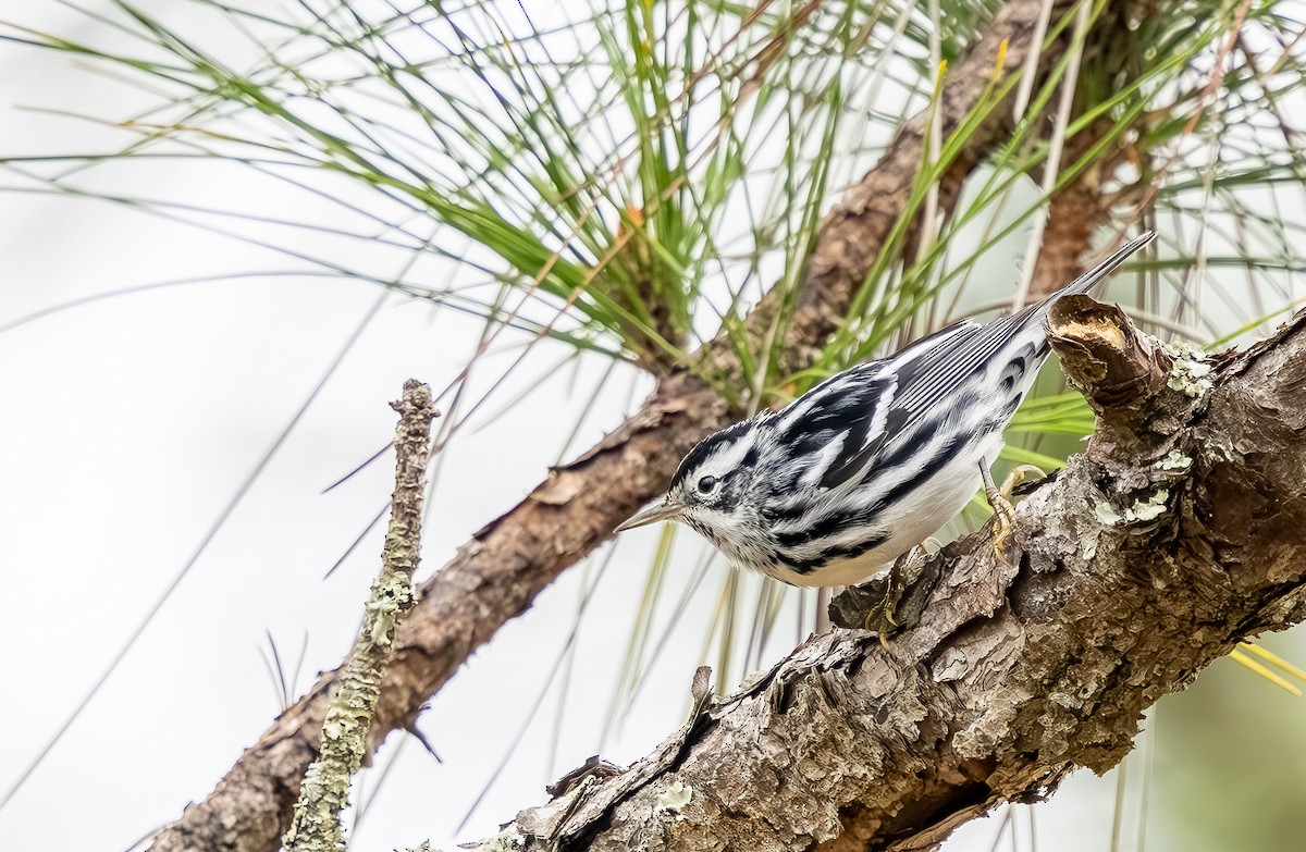 Пищуховая древесница - ML646705728