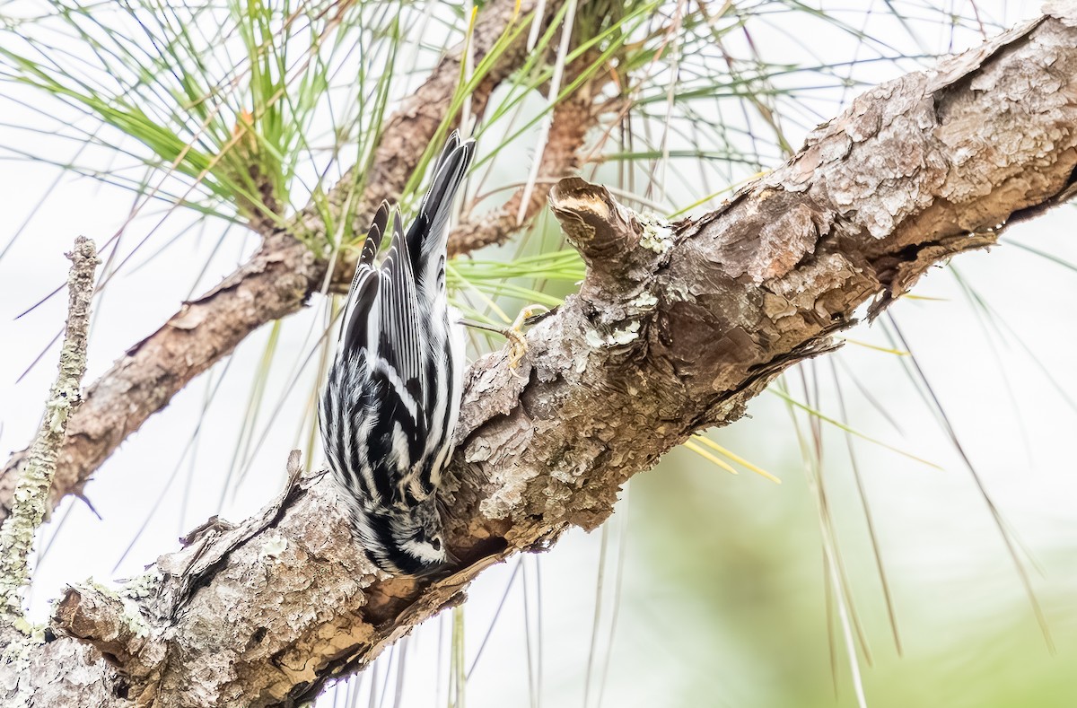 Пищуховая древесница - ML646705729