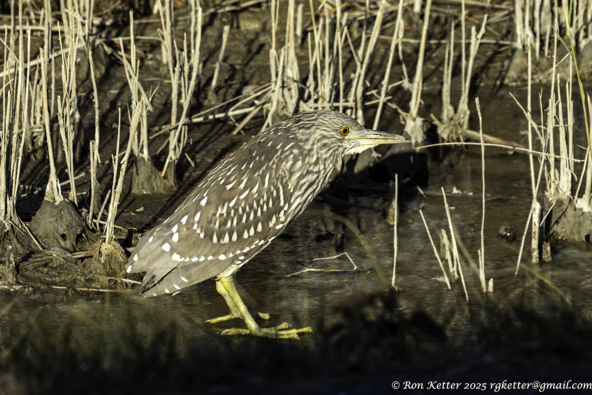 kvakoš noční - ML646705731