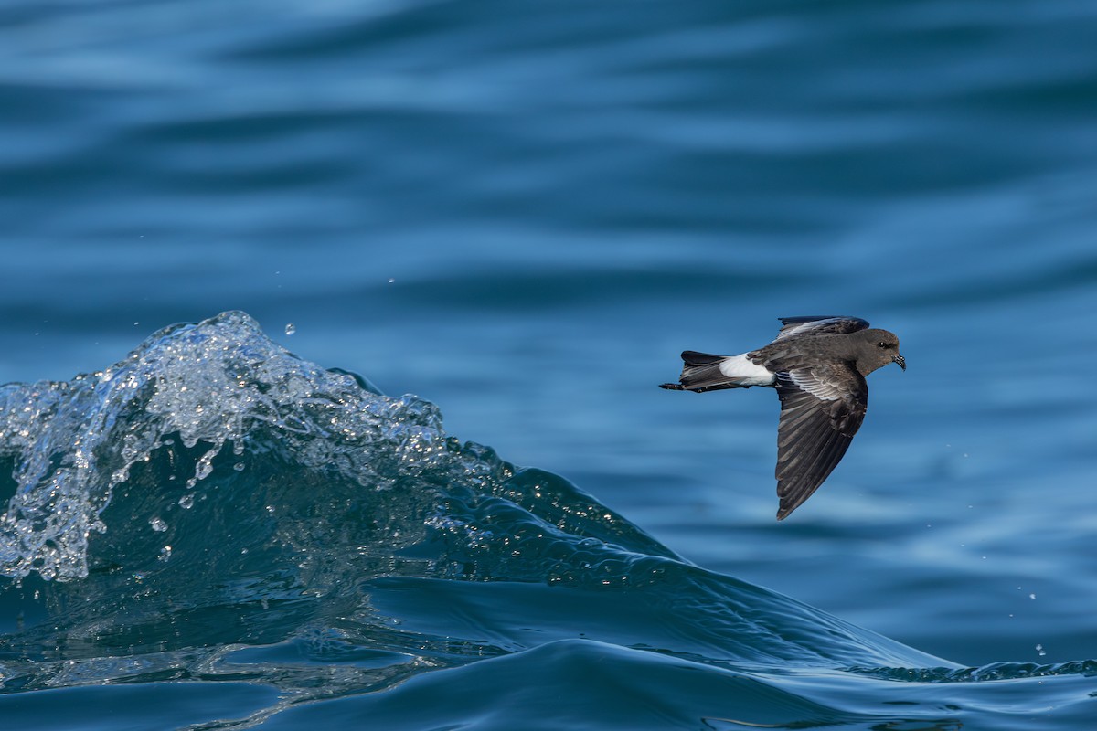 buřníček žlutonohý - ML646705732