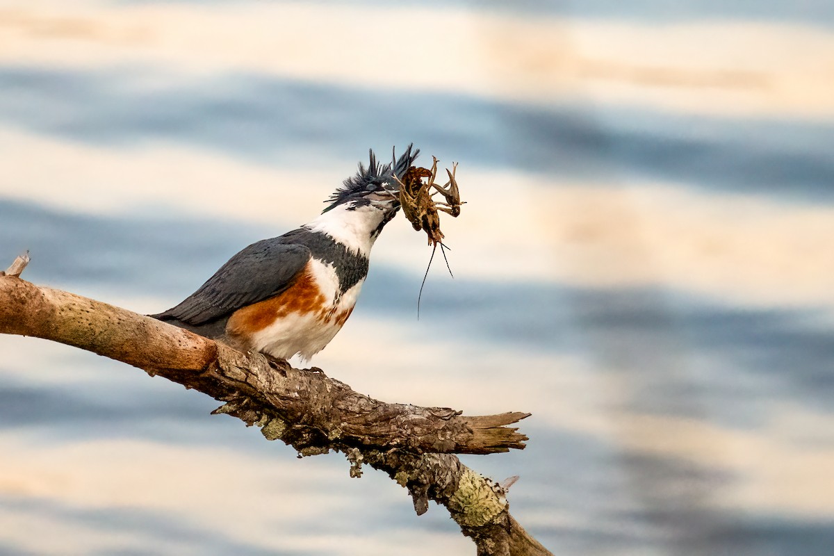 Martín Gigante Norteamericano - ML646705737