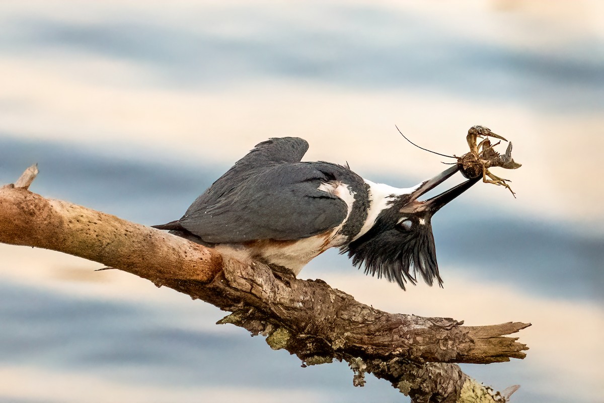 Martín Gigante Norteamericano - ML646705738