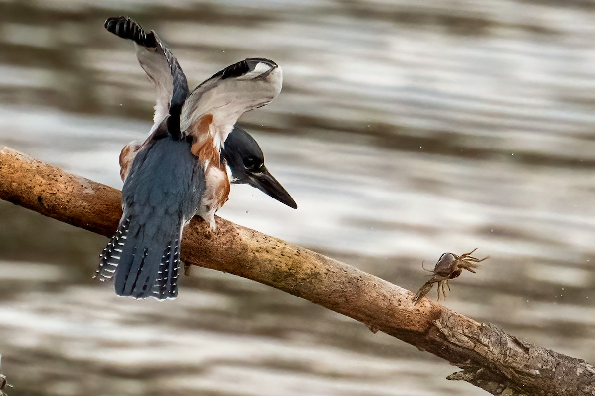 Martín Gigante Norteamericano - ML646705739
