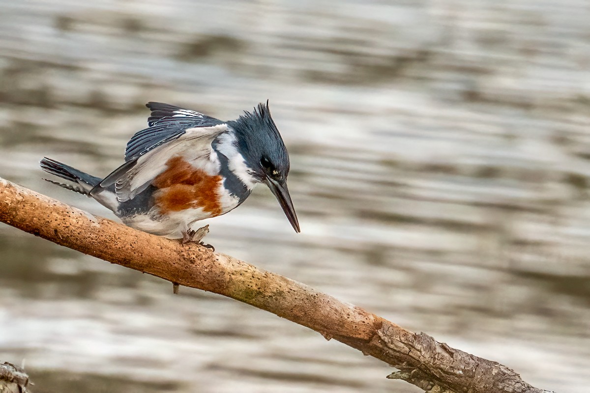 Martín Gigante Norteamericano - ML646705740