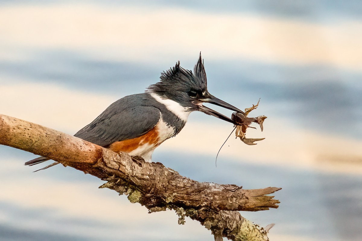 Martín Gigante Norteamericano - ML646705741