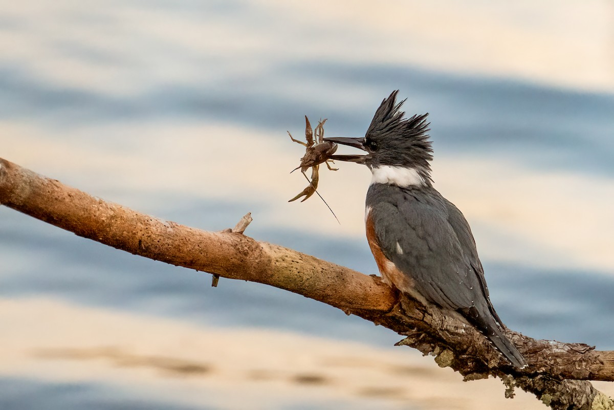 Martín Gigante Norteamericano - ML646705742