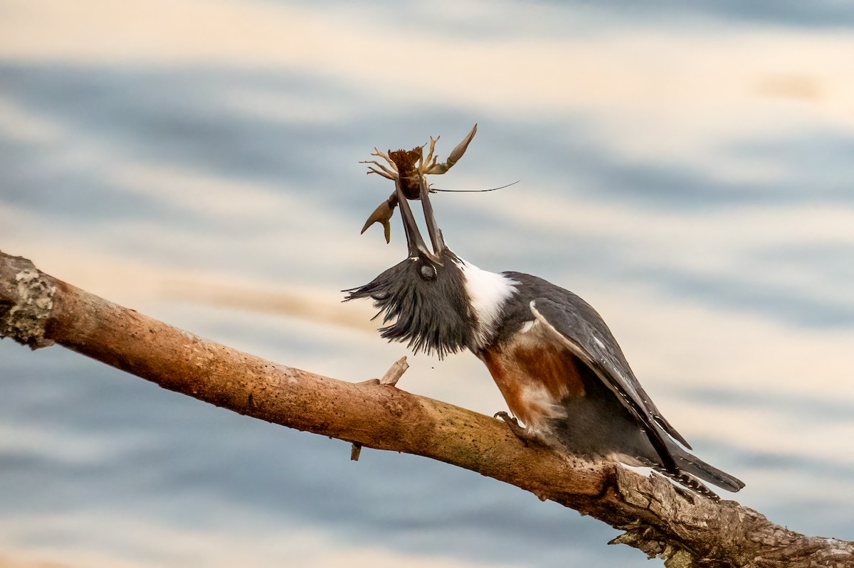 Martín Gigante Norteamericano - ML646705743