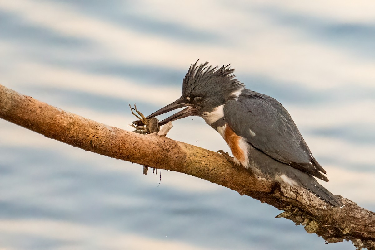 Martín Gigante Norteamericano - ML646705744