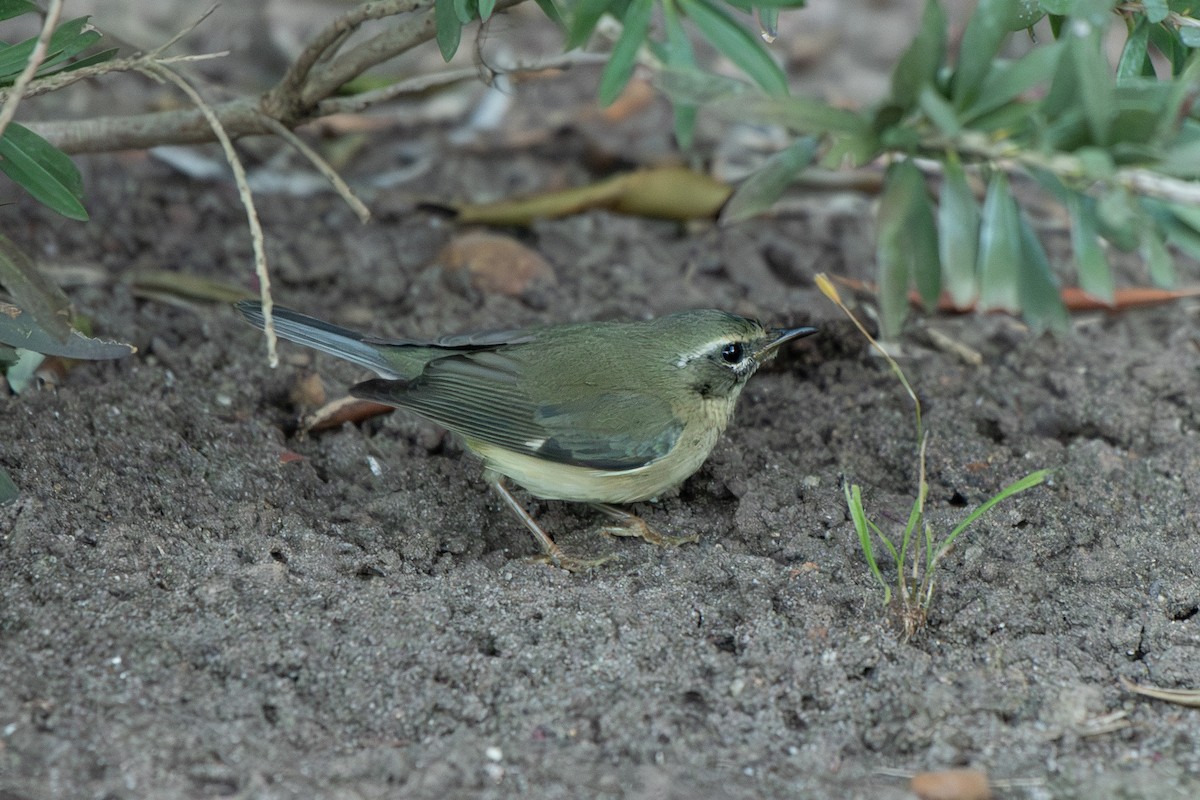 Black-throated Blue Warbler - ML646705745