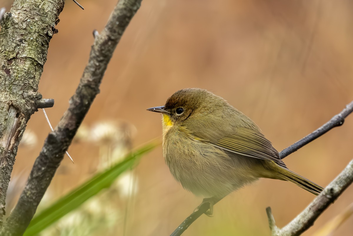 Северная желтогрудка - ML646705746