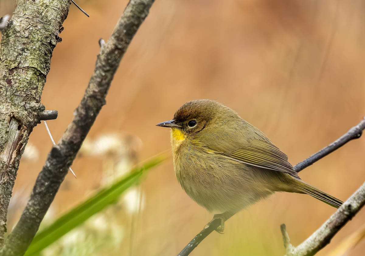 Северная желтогрудка - ML646705747