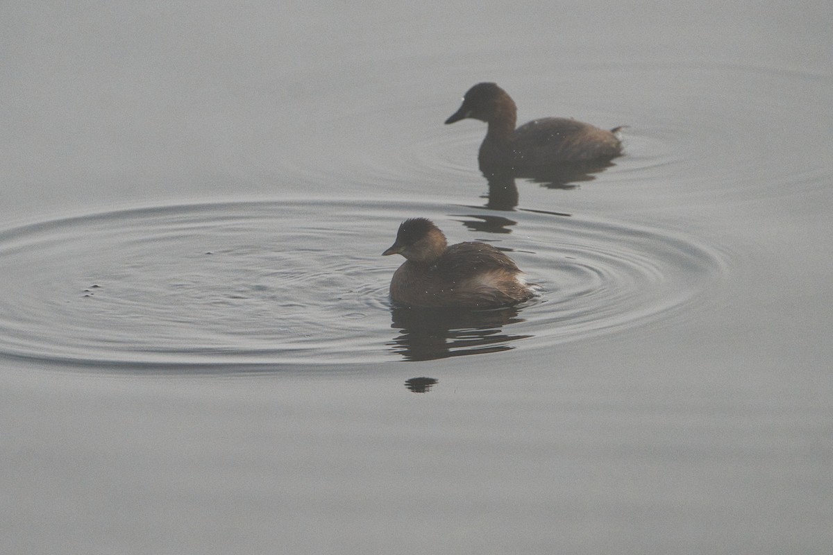 Txilinporta txikia - ML646705750