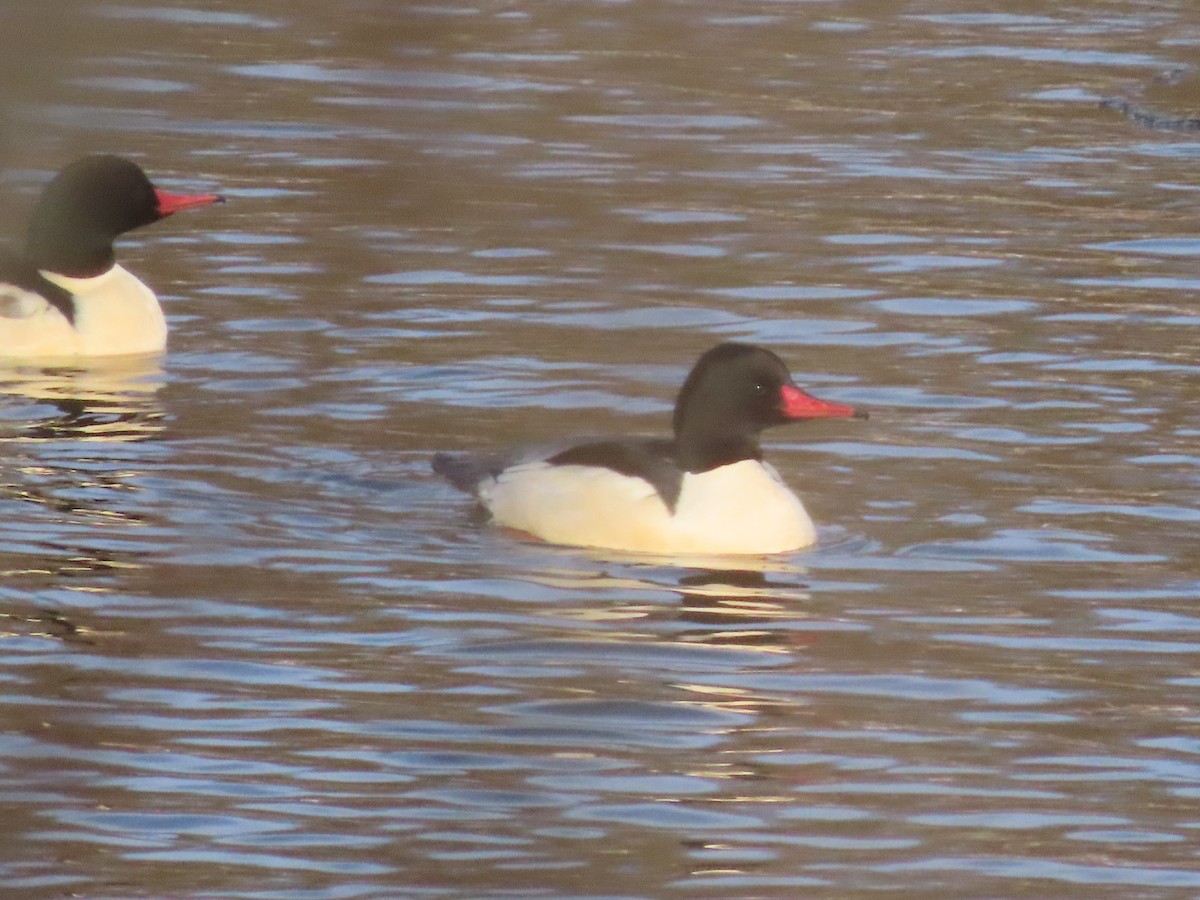 Common Merganser - ML646705751
