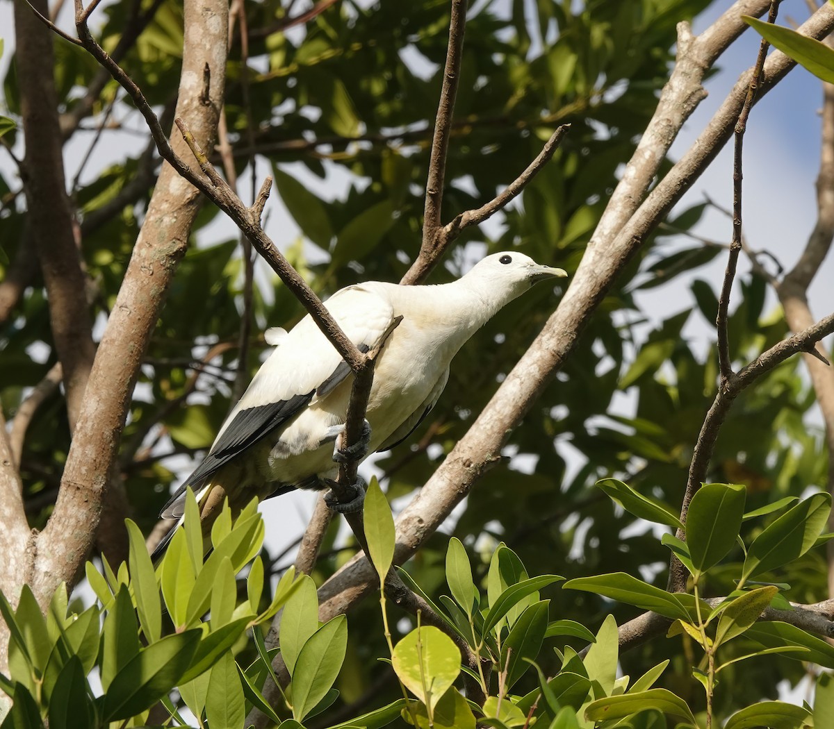 Torresian Imperial-Pigeon - ML646705760