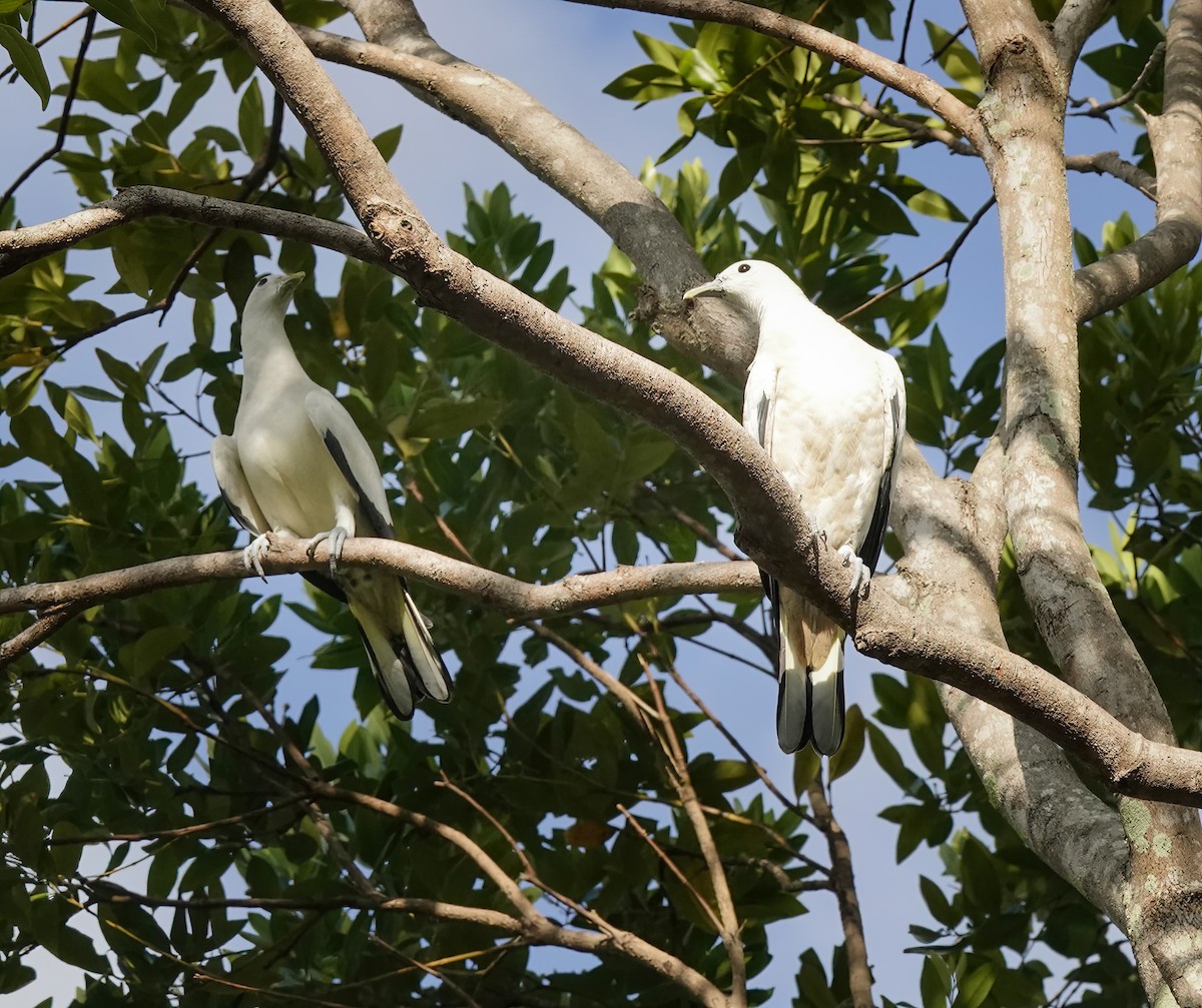 Torresian Imperial-Pigeon - ML646705761