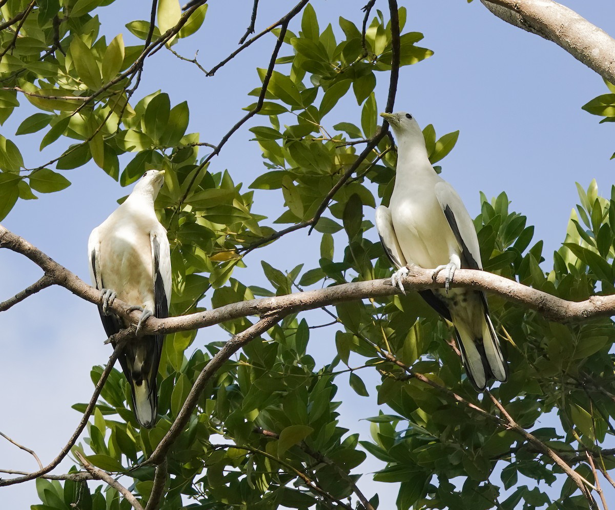Torresian Imperial-Pigeon - ML646705762
